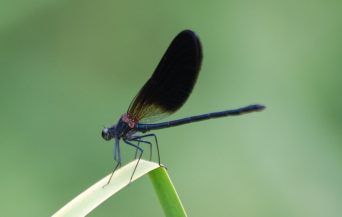 ID libellula 14